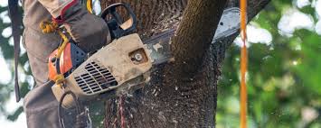 How Our Tree Care Process Works  in  Snow Hill, MD